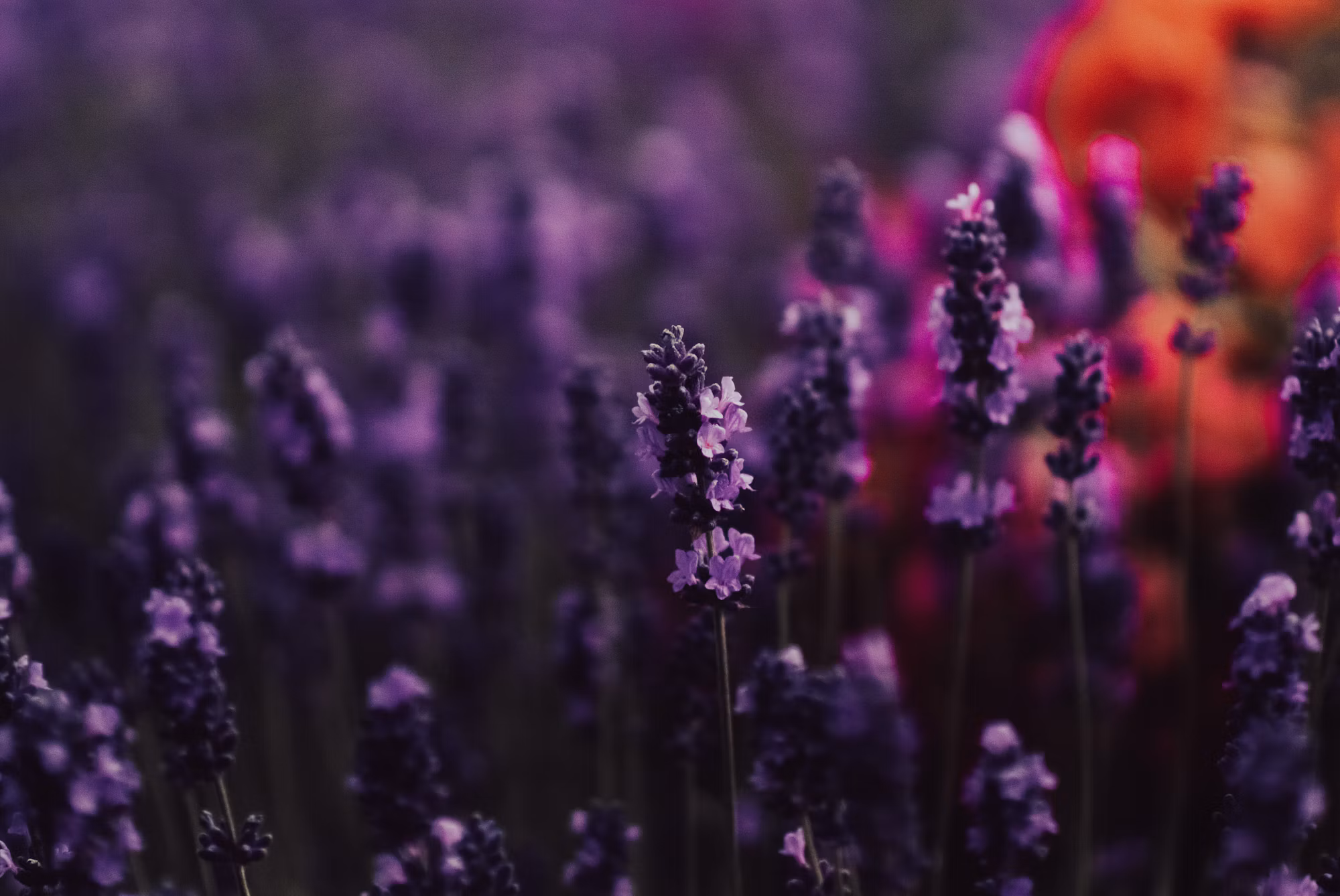 Exploring the World of Edible Flowers: A Culinary Adventure
