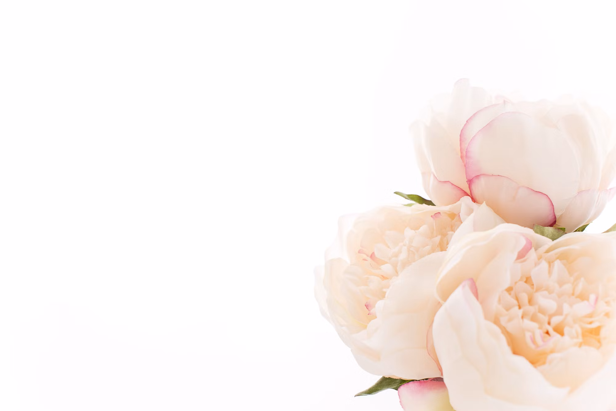 Creating Your Dream Garden: Tips for Every Gardener